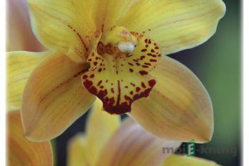 Vnímání citu - Přemysl Dvořáček