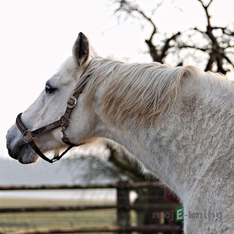 Černý jezdec, bílý kůň - Karel Šiktanc Černý jezdec, bílý kůň - Karel Šiktanc