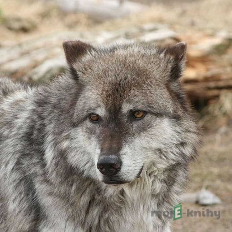 Vlčpanna - Vladimír Zajíc Vlčpanna - Vladimír Zajíc