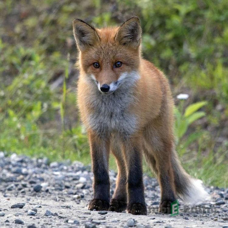 Liščí pohádka - Marie Kubátová Liščí pohádka - Marie Kubátová
